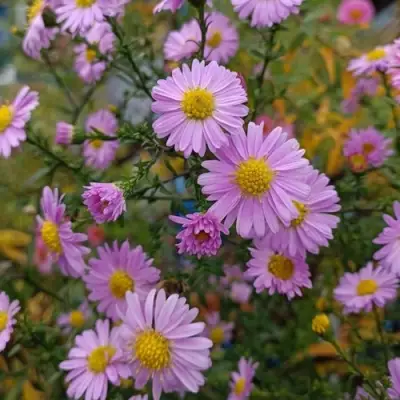 Астра СТРОУБЕРРИ ЭНД КРИМ новобельгийская в Самохваловичи