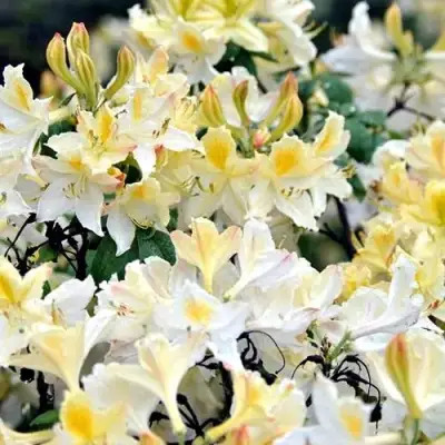 Азалия ДАВИЗИ листопадная в Самохваловичи