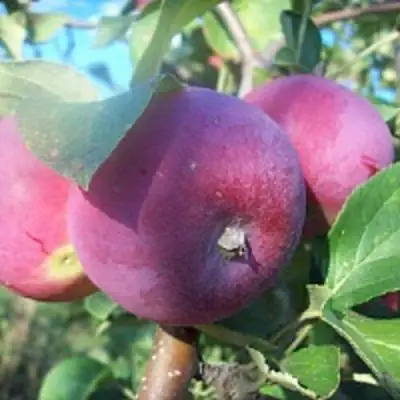 Яблоня СЕРЕБРЯНОЕ КОПЫТЦЕ в Самохваловичи