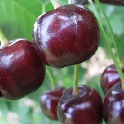 Дюк ФАКЕЛ в Самохваловичи