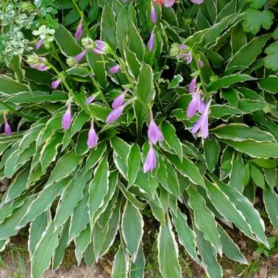 Хоста СТИЛЕТТО гибридная в Самохваловичи