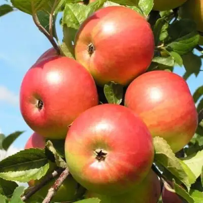 Яблоня ФРИДОМ в Самохваловичи