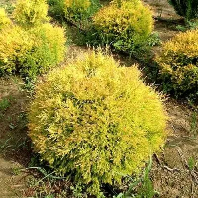 Туя ГЛОБОЗА АУРЕА западная в Самохваловичи