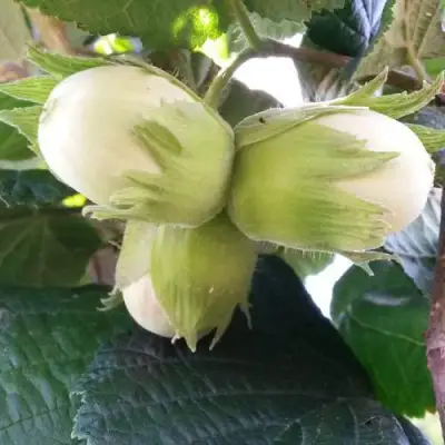 Фундук ЮННАТ в Самохваловичи