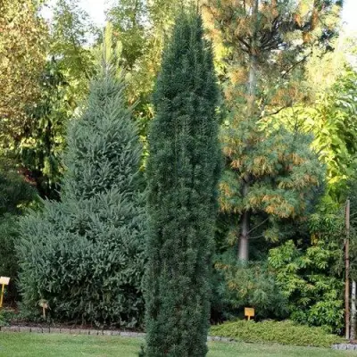 Тис ВОЙТЕК средний  в Самохваловичи