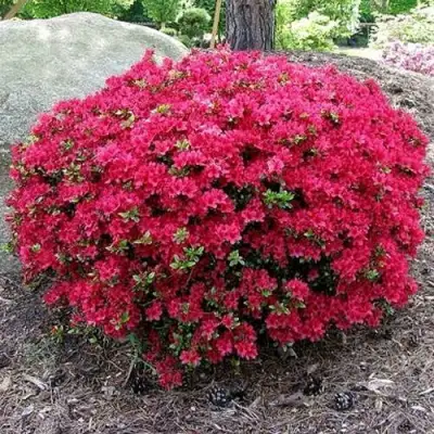 Азалия КАНЗОНЕТТА японская в Самохваловичи