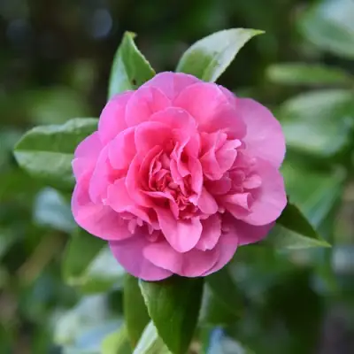 Камелия ДЕББИ в Самохваловичи