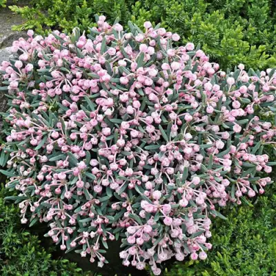 Андромеда БЛЮ АЙС многолистная   в Самохваловичи