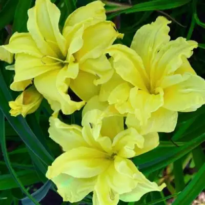 Лилейник ДАБЛ РИВЕР ВАЙ гибридный в Самохваловичи