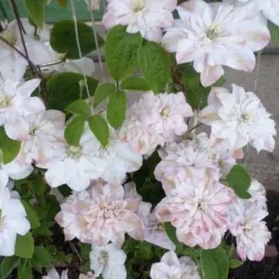 Клематис ИННОСЕНТ БЛАШ в Самохваловичи