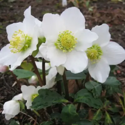 Морозник ЧЕРНЫЙ в Самохваловичи