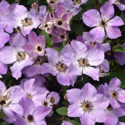 Клематис МОНИНГ СКАЙ в Самохваловичи