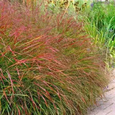 Просо ШЕНАНДО прутьевидное в Самохваловичи