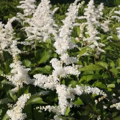 Астильба ДОЙЧЛАНД японская в Самохваловичи