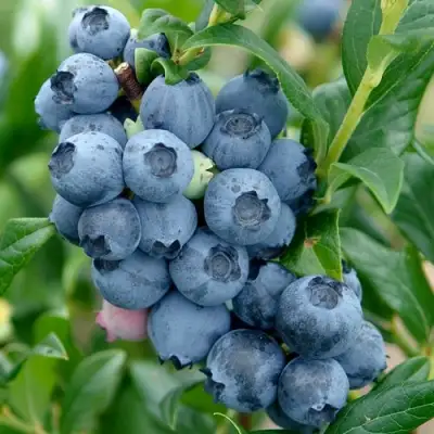 Голубика ХАРДИБЛЮ в Самохваловичи