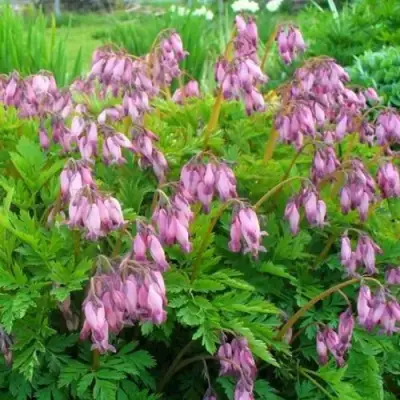 Дицентра изящная в Самохваловичи