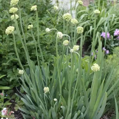 Лук слизун в Самохваловичи