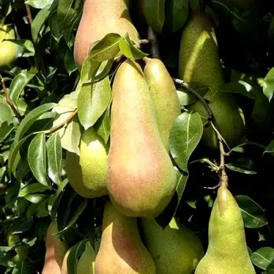 Груша КОНКОРД в Самохваловичи