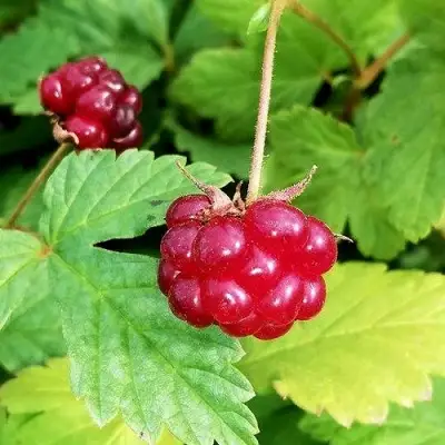 Княженика АННА в Самохваловичи