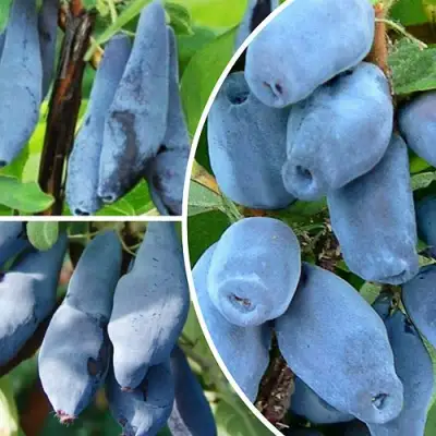 Комплект СИЯНИЕ ГЛАЗ в Самохваловичи