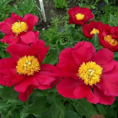 Пион АМЕРИКА травянистый в Самохваловичи