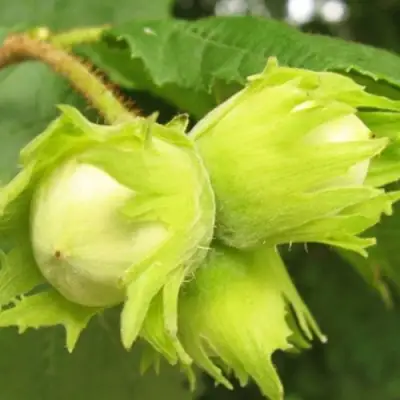 Фундук КАТАЛОНСКИЙ в Самохваловичи