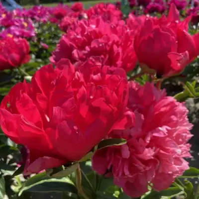 Пион БЕЛГРАВИЯ травянистый в Самохваловичи