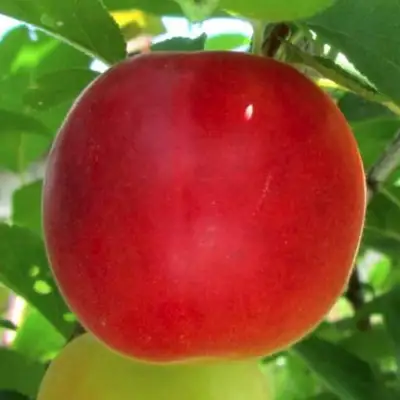 Плумкот БИРИКОККОЛО БОЛОГНЕС в Самохваловичи