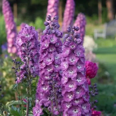 Дельфиниум ДЕЛЬФИС ПИНК ПАУЭ высокий в Самохваловичи