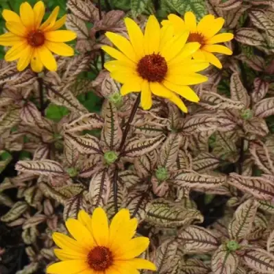 Гелиопсис САММЕР ПИНК в Самохваловичи