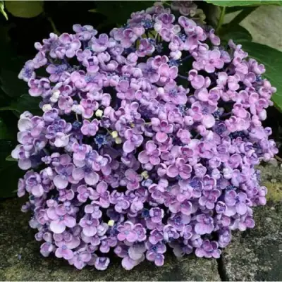 Гортензия АИША крупнолистная  в Самохваловичи