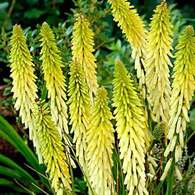 Книфофия ЛИТТЛ МЕЙД гибридная в Самохваловичи