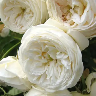 Роза АРТЕМИС шраб в Самохваловичи