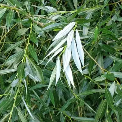 Ива ломкая  в Самохваловичи