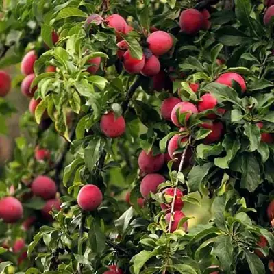 Слива КЛЕОПАТРА в Самохваловичи