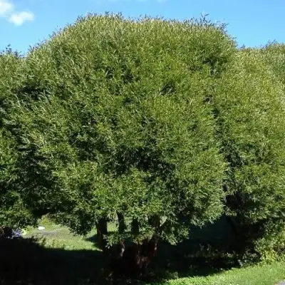 Ива ломкая  в Самохваловичи