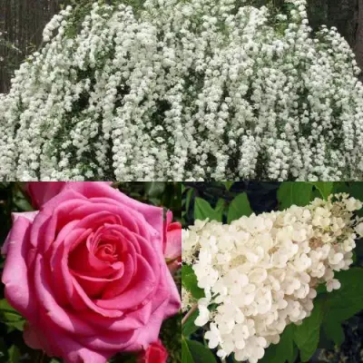 Комплект ВЕЧНАЯ КЛАССИКА в Самохваловичи