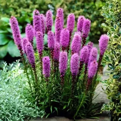 Лиатрис РОЗЕА колосковая в Самохваловичи