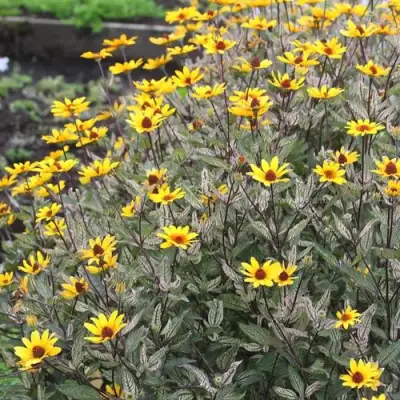 Гелиопсис САММЕР ПИНК в Самохваловичи