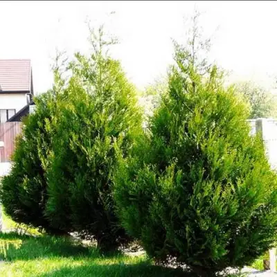 Туя АТРОВИРЕНС складчатая в Самохваловичи