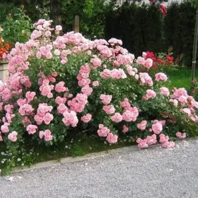 Роза БОНИКА флорибунда в Самохваловичи