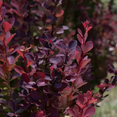 Барбарис ХЕЛМОНД ПИЛЛАР тунберга в Самохваловичи