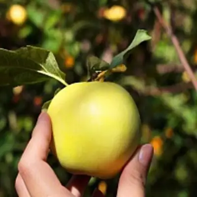 Яблоня РОССИЯНКА в Самохваловичи