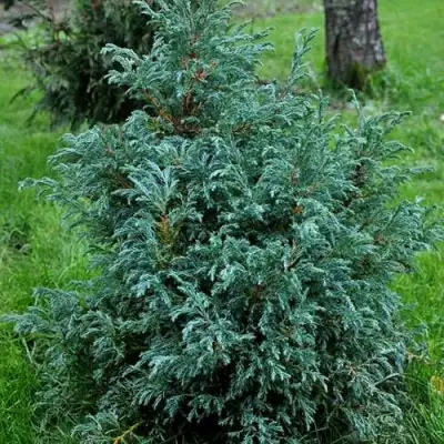 Кипарисовик БЕБИ БЛЮ горохоплодный в Самохваловичи