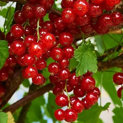 Смородина красная НАТАЛИ в Самохваловичи