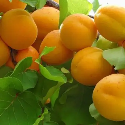 Абрикос ЖИГУЛЕВСКИЙ СУВЕНИР в Самохваловичи