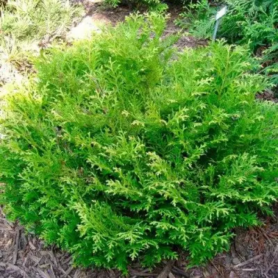 Туевик НАНА долотовидный  в Самохваловичи