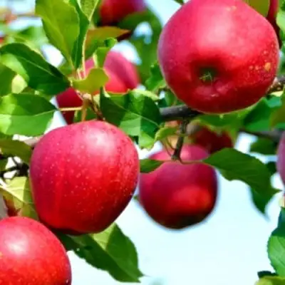 Яблоня МОДИ в Самохваловичи