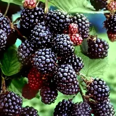 Ежевика ЭВЕРГРИН бесшипная  в Самохваловичи