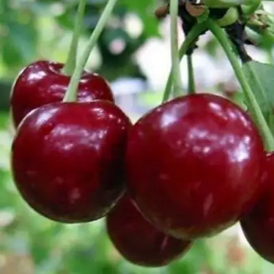 Вишня ГРИОТ БЕЛОРУССКИЙ в Самохваловичи